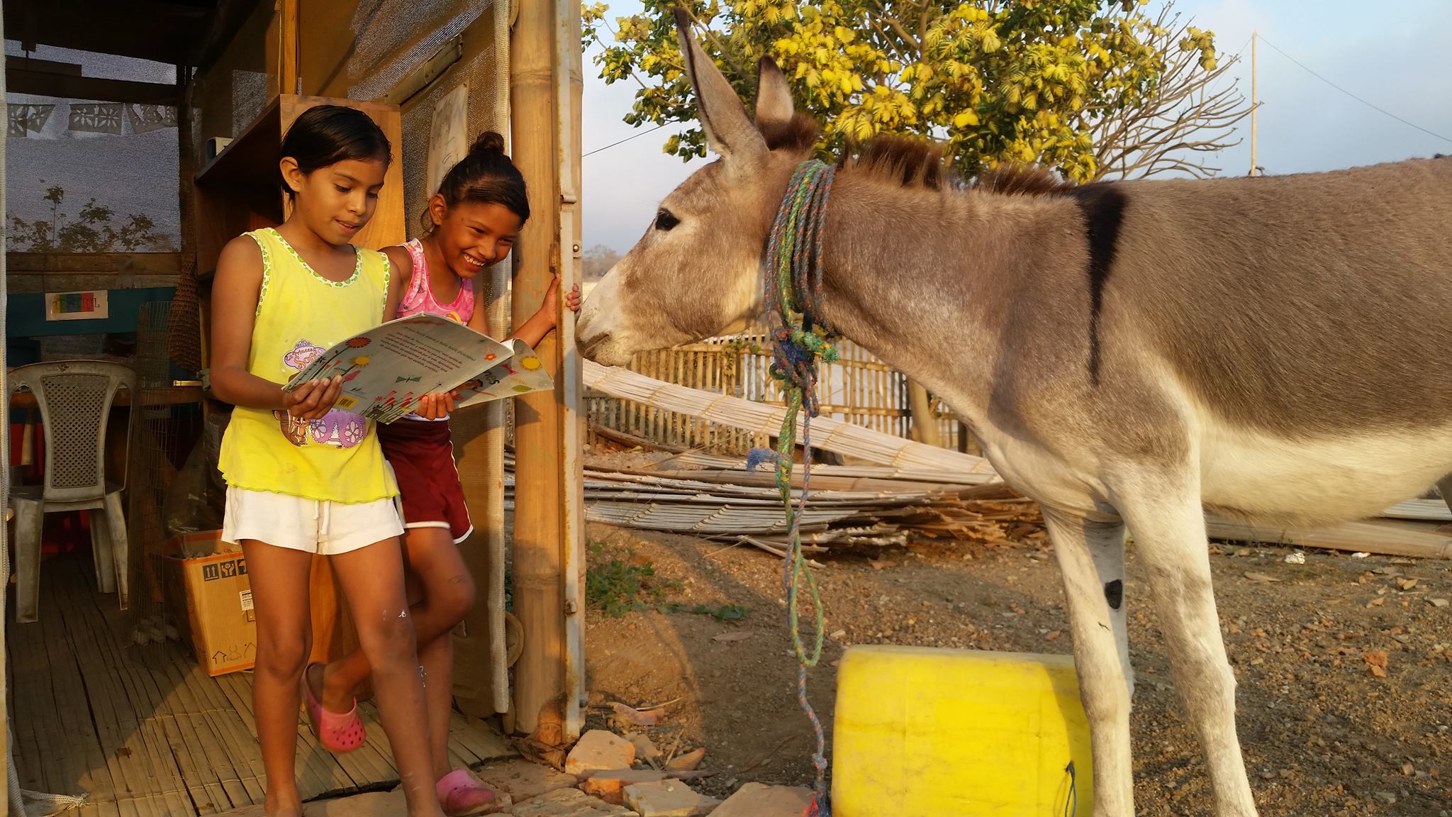 APOYO. El burro de la Fundación, llamado Domingo, aporta a la biblioteca llevando textos.