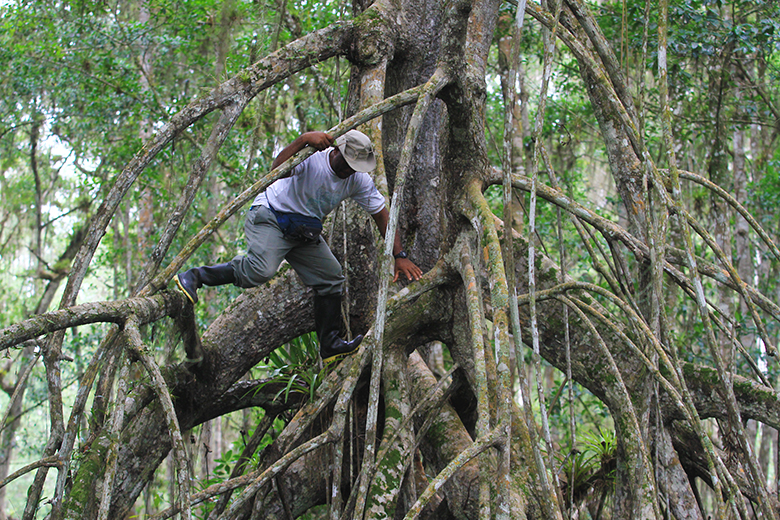 Rameo. Caminar por encima de las ramas de hasta 20 metros de altura es una de las actividades más usuales en la reserva.