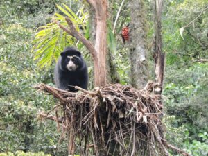 La frontera agrícola y ganadera amenaza el hábitat del oso andino en Pimampiro
