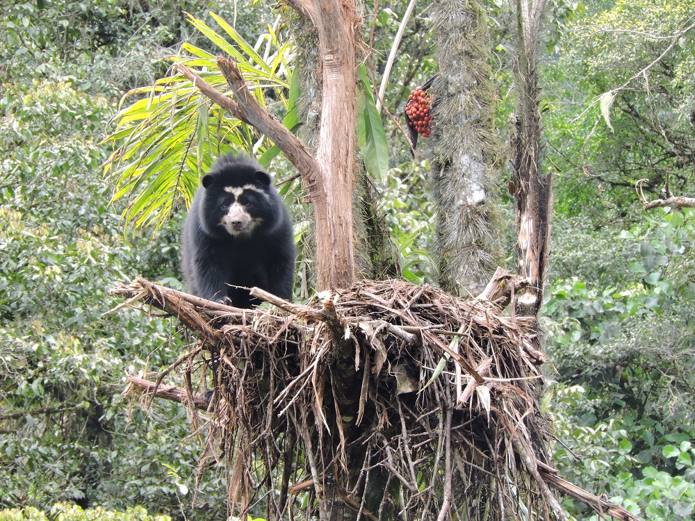 ESPECIE. Imagen de archivo de un oso andino divisado en el cantón Pimampiro.
