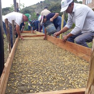 Yangana se prepara para la producción de café de calidad
