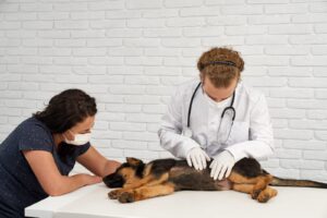 Campaña de esterilización para perros se desarrolla en Santa Rosa de Ambato