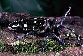 El escarabajo asiático de cuernos largos, es una plaga invasora de alto riesgo.