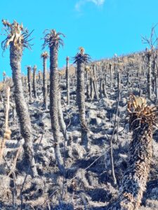 800 hectáreas de la Reserva El Ángel quemadas en cuatro días de incendio