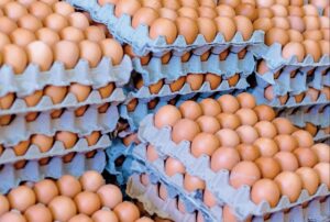 Sector avícola del Ecuador alerta sobre estafas por venta de huevos