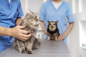 Campaña de esterilización de mascotas gratuita en Mocha