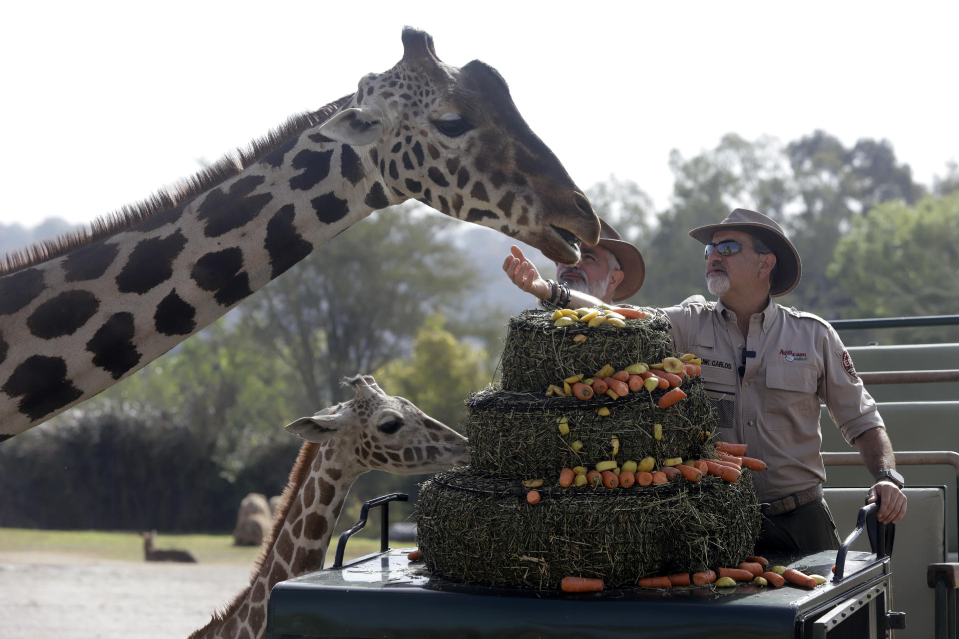 AMBIENTE. La jirafa Benito (arriba) se integra a su nueva manada en el zoológico Africam Safari. (EFE/ Hilda Ríos)