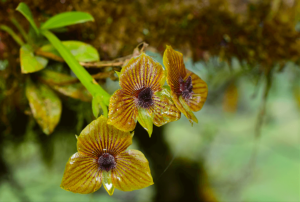 Nueva especie de orquídea lleva el nombre de Píllaro y Patate