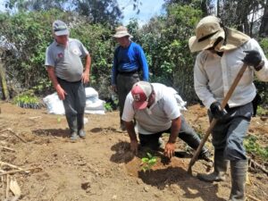 Prefectura impulsa el cultivo de tomate de árbol en Chontacruz