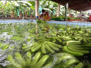 Desde banano a alimentos para animales ¿Cuáles son las exportaciones ecuatorianas que más aumentaron sus ventas en el último año?