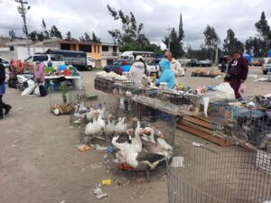 Feria de animales en terremoto