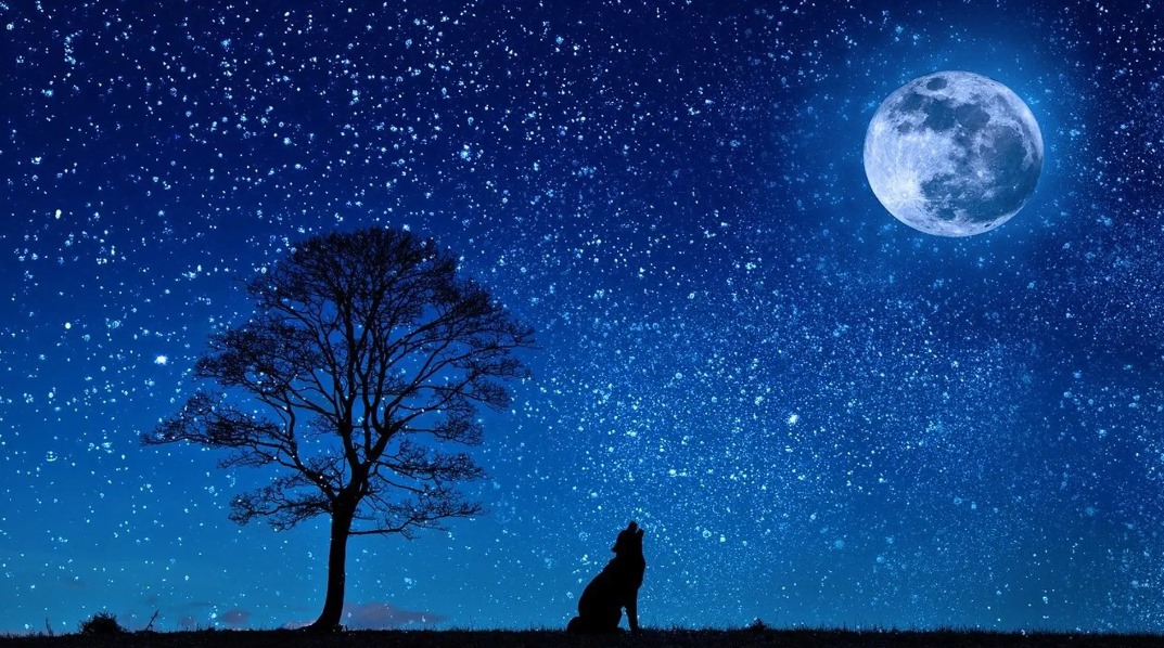 Este fenómeno de Luna de Lobos ocurre aproximadamente cada 14 días tras el novilunio.