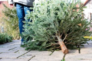 Cuando quitar el árbol de navidad y qué hacer con él