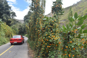 ‘Susanita’ se expande por los cantones de Tungurahua