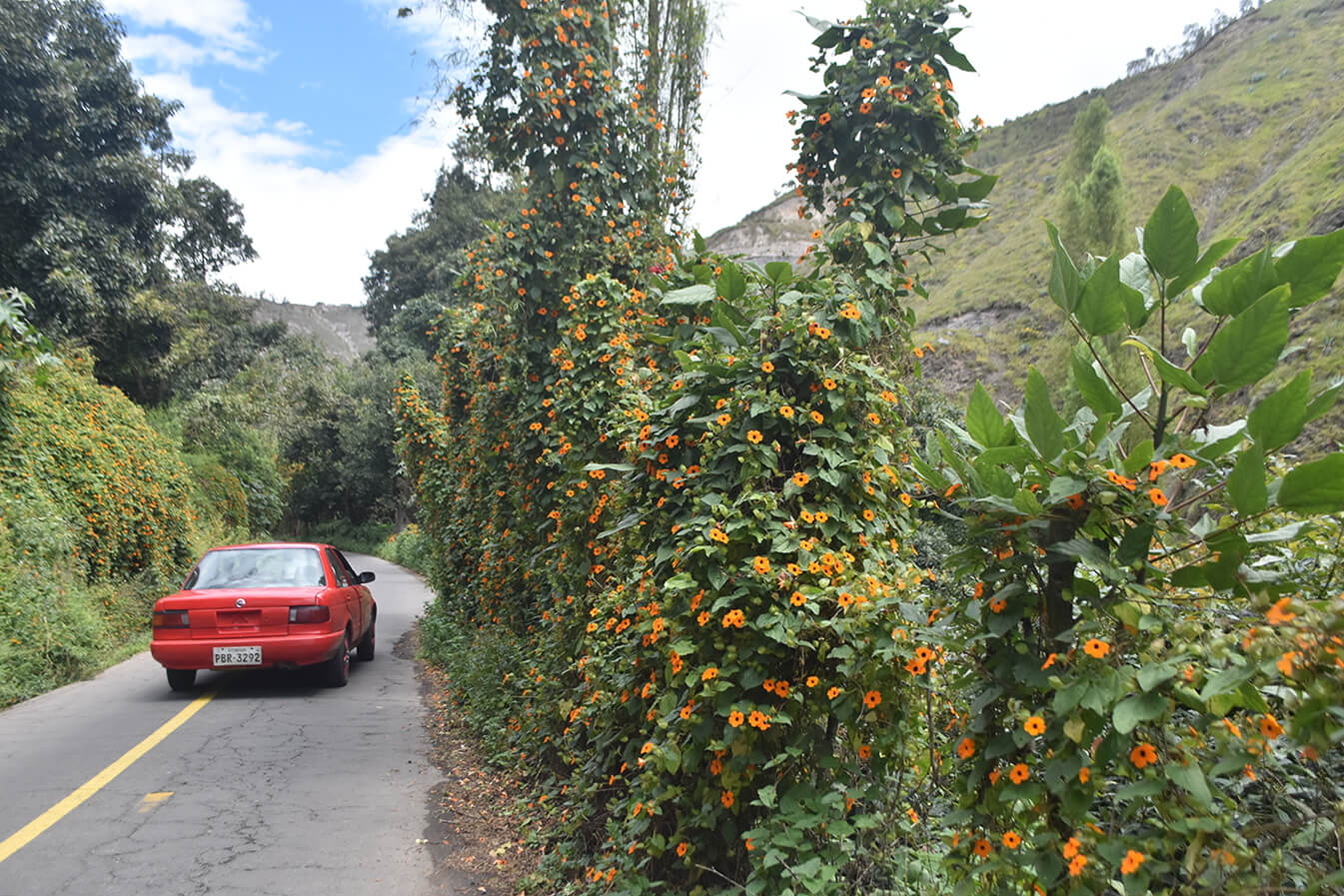 El color naranja intenso de esta planta resalta sobre los arbustos verdes.