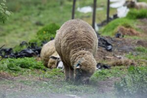 Tungurahua es la tercera provincia con más ganado ovino del país