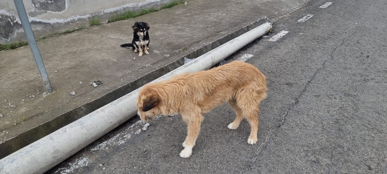En Picaihua es común ver a perros deambulando por las calles. Ya hay casos de agresiones.