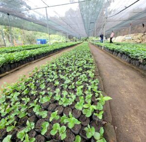 Productores de Quilanga recibieron 60 mil plantas de café