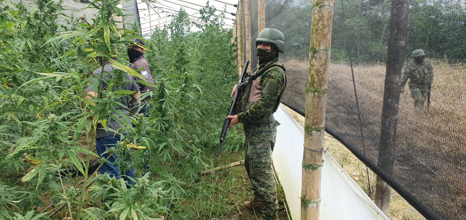 NOVEDAD. Una plantación de marihuana se encontró en el sitio.
