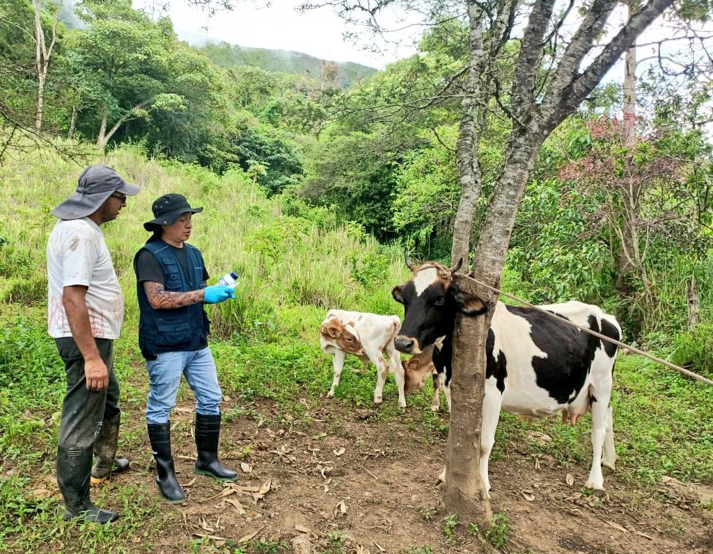ATENCIÓN. Veterinarios del MAG vacunan bovinos contra el carbunco sintomático en una campaña realizada en el cantón Olmedo.