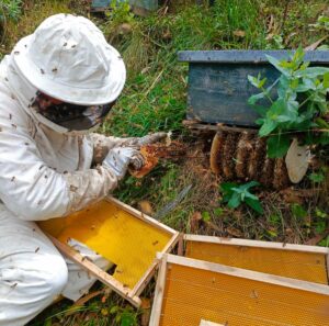 En Ambato se rescatan enjambres de abejas