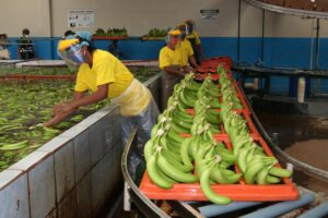 Rusia levanta el veto a exportadoras ecuatorianas de banano
