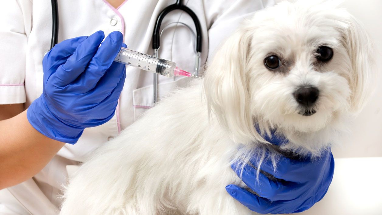 Las mascotas serán vacunadas por personal especializado de manera gratuita.