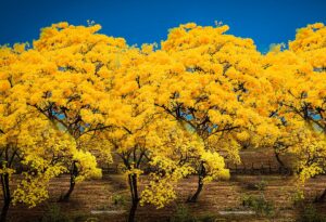 UNL analiza cómo el cambio climático afecta el crecimiento de los guayacanes