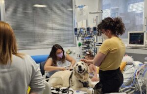 Acompañamiento de perros ayuda a niños en cuidados intensivos