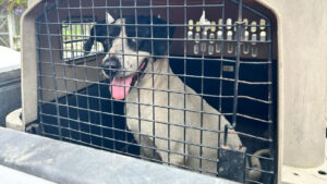 Así puedes adoptar a uno de los perros que vivían en el Penitenciaría del Litoral