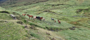 En Tungurahua se plantea la compra de páramos para su conservación