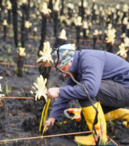 Buscan revivir los frailejones tras incendio en el páramo de Carchi