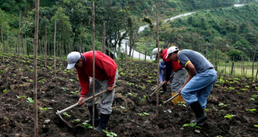 IMPORTANCIA. La agricultura es el primer empleador de la economía ecuatoriana.