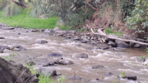 El cuerpo de una mujer es hallado en el río Ambato