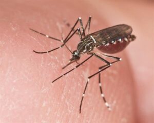 El Aedes Aegypti saca ventaja de la crisis climática