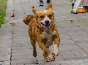 Feria de adopción canina este domingo en Ambato