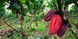 PRODUCCIÓN. El cacao es uno de los principales productos tradicionales del Ecuador.