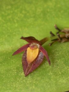 Cuatro nuevas especies de orquídeas para Ecuador
