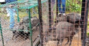 14 saínos fueron liberados en el Podocarpus
