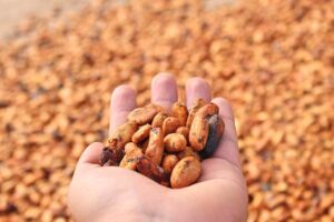 Precio del cacao está repuntando en la provincia Tsáchila