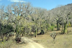 El Bosque El Ceibal atrae turistas locales e internacionales