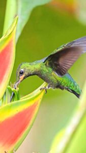 Descubre el encanto de los colibríes en A Pata Limpia