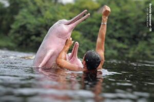El Delfín Rosado:  una excepcionalidad de nuestra amazonía