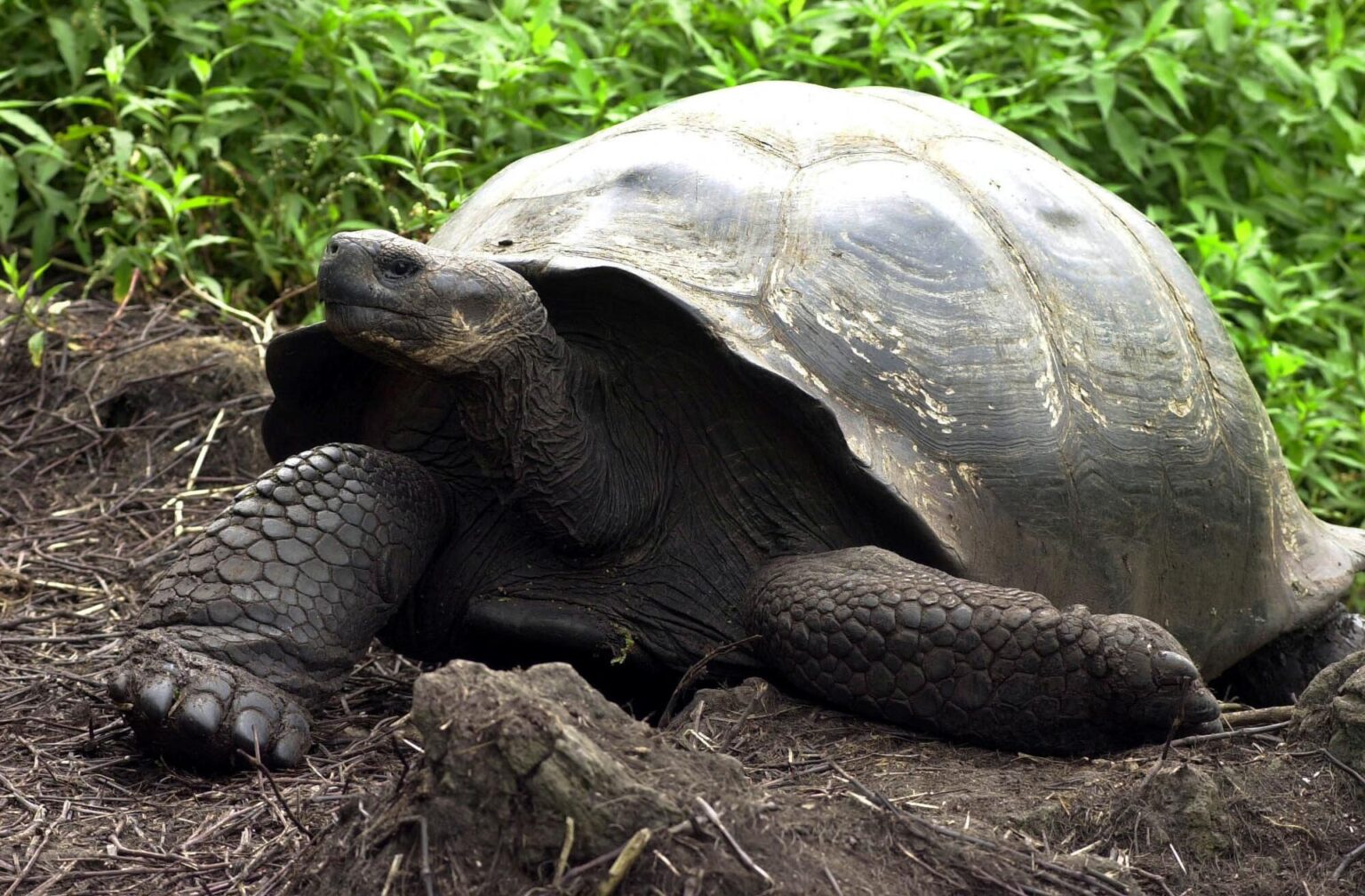 Hay parches grandes (de cedrelas) que coinciden con ciertas rutas de migración de las tortugas.