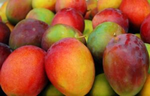 El mango ecuatoriano se exportará a Corea del Sur