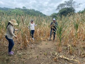 Emergencia: sequía afecta al sector productivo en Zapotillo