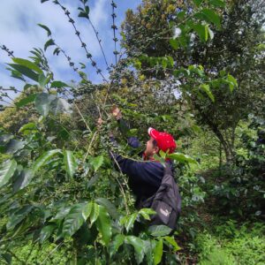 Reactivación cafetalera en Chaguarpamba, se espera producir 40 toneladas de café de especialidad