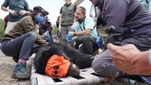 Así fue el regreso del oso andino Tupak a su hábitat natural en el Parque Nacional Cayambe Coca