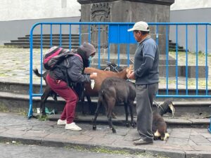 Quito: La AMC detectó una mafia detrás de la venta de leche de cabra