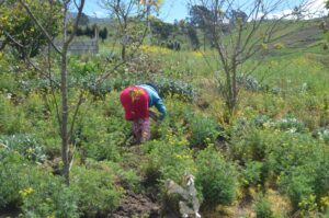 Terrenos para la agricultura y ganadería en Tungurahua disminuyen